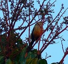 Band-backed Wren